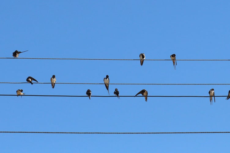Swallows - Image by Adina Voicu from Pixabay