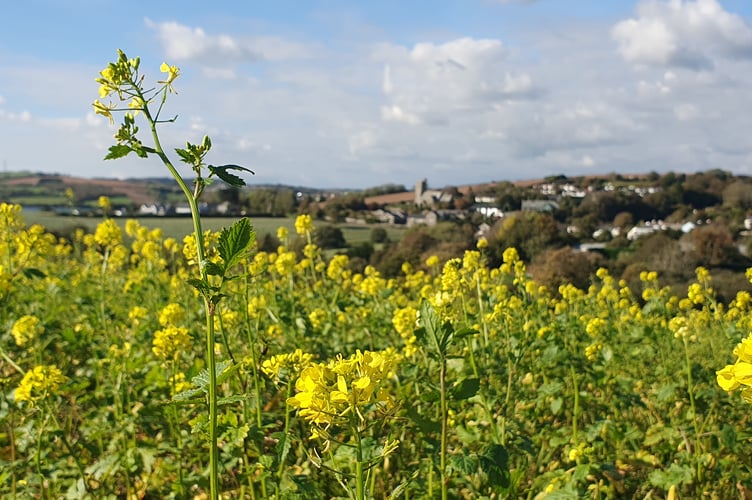 Field Mustard by Alice Henderson