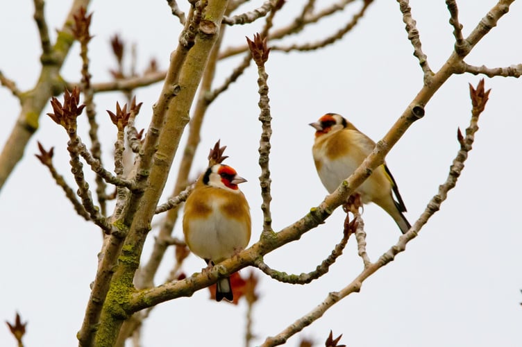 Gold Finches - Image by TheOtherKev from Pixabay