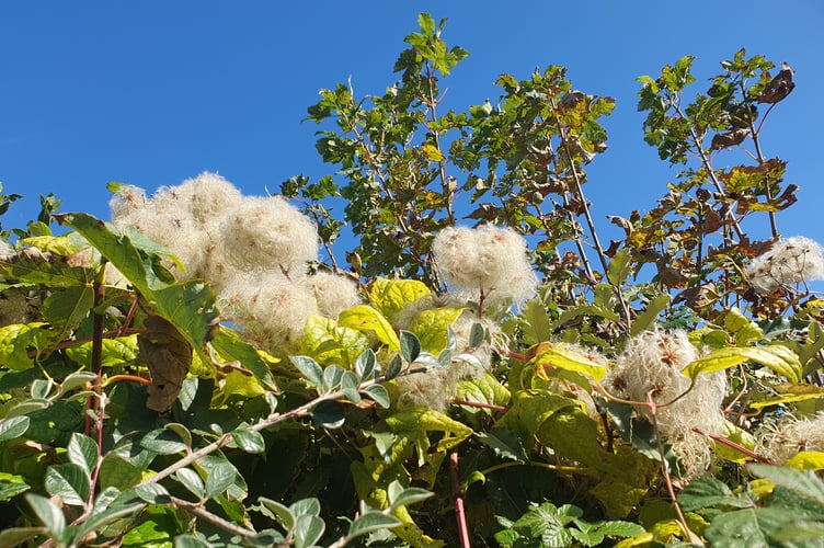 Wild Clematis seed heads by Alice Henderson