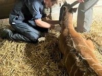 Tails from South Moor | TB or not TB by vet Ben Odbert