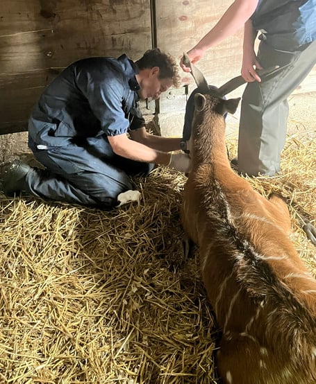 A sedated Sitatunga being checked over