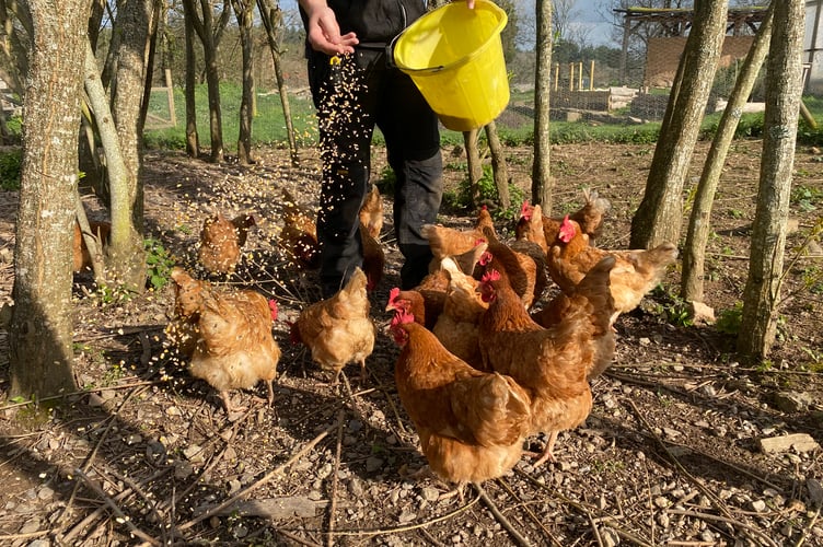 Feeding the chickens