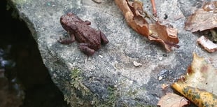 Nature Diary by Alice Henderson | Scavenging for Autumnal Treasures 