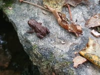 Nature Diary by Alice Henderson | Scavenging for Autumnal Treasures 