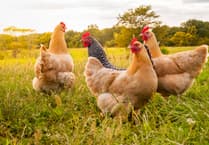 New plans to improve welfare for laying hens and lambs