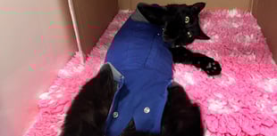 Tales from South Moor | ‘Darting’ into Dartington by Faye Aldridge RVN