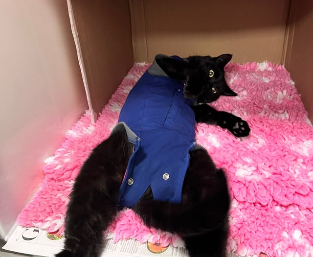 Tales from South Moor | ‘Darting’ into Dartington by Faye Aldridge RVN