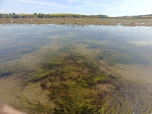 South Devon seagrass revival initiative
