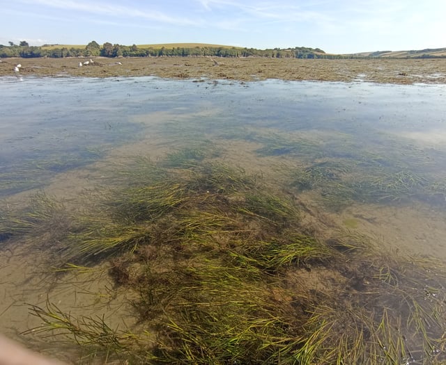 South Devon seagrass revival initiative