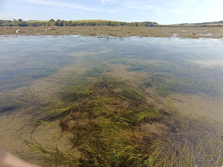 2025 canoe view of new dwarf seagrasses on the shore and the channel bed - Nigel Mortimer