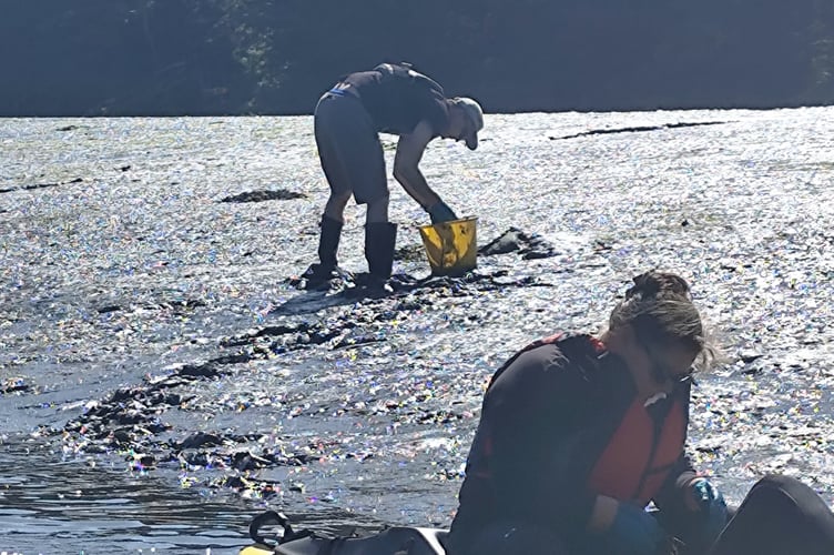 Dwarf seagrass plants being replanted - Nigel Mortimer