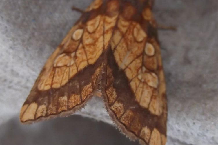 A Frosted Orange on an egg-case – not its own!