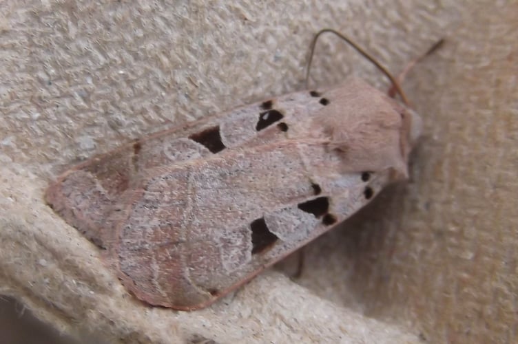 An Autumnal Rustic, like a dead leaf with spots on it.