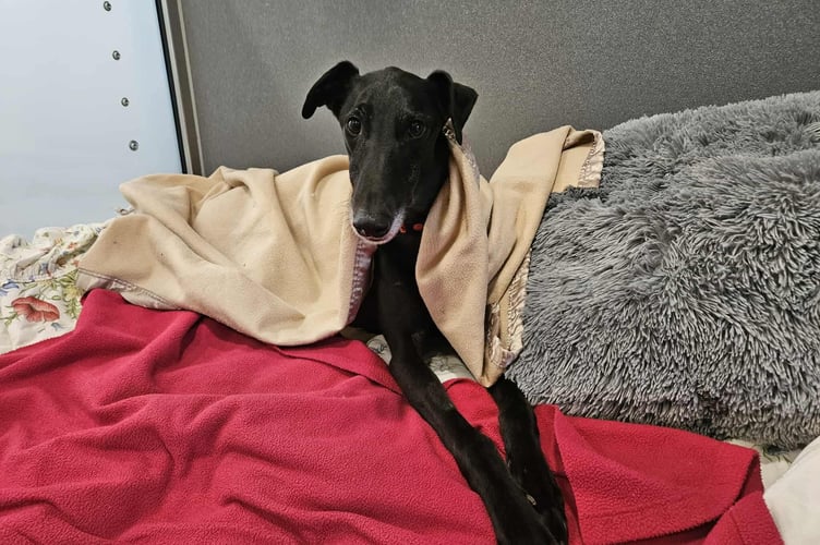 Gables Dogs & Cats Home appeal for help during cold winter