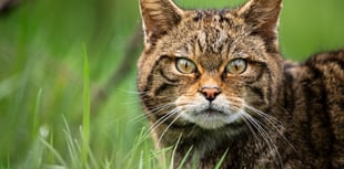 New report finds return of wildcats to Devon is feasible