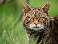 New report finds return of wildcats to Devon is feasible