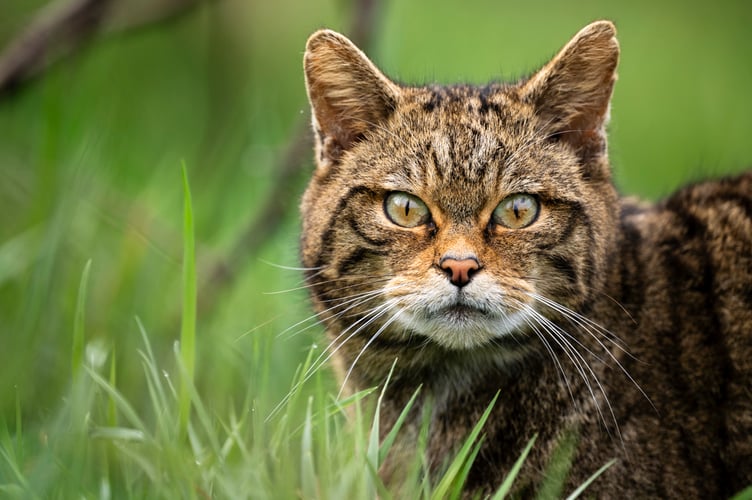 Wildcat - looking directly at camera.