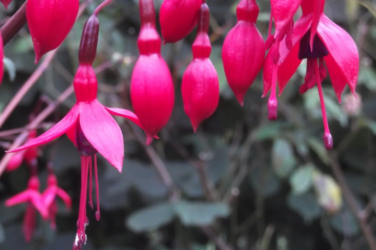 Fuchsia flowers, like ballerinas Gordon Waterhouse