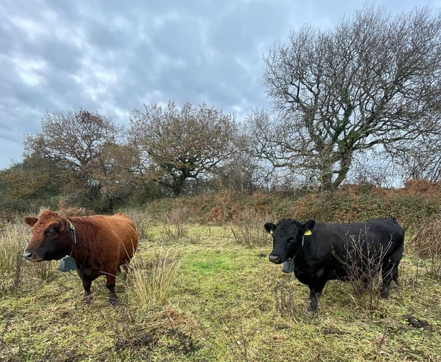 Reviving rare Heath Lobelia in Devon