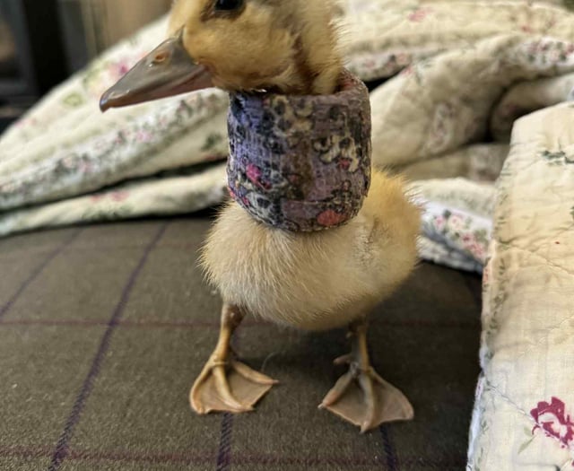 Tails from South Moor by Viv Brown RVN | An Egg-cellent Patient