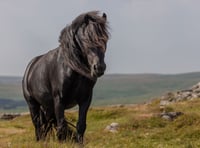 Help shape the  Rivers & Moorland Festival