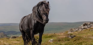 Help shape the  Rivers & Moorland Festival