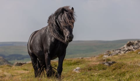 Help shape the  Rivers & Moorland Festival