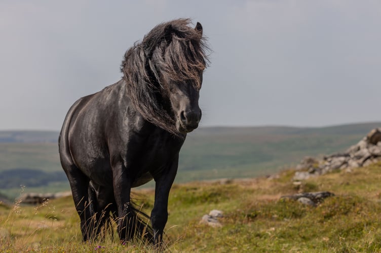 Dartmoor pony