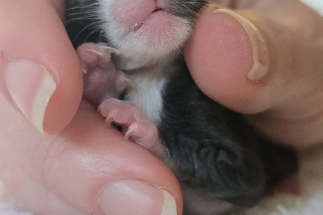 Newborn kitten Gabriel clings to survival