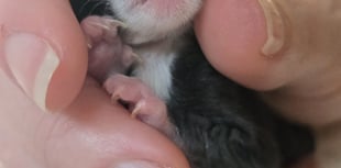 Newborn kitten Gabriel clings to survival