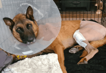 Police dog RPD Max recovers post-surgery