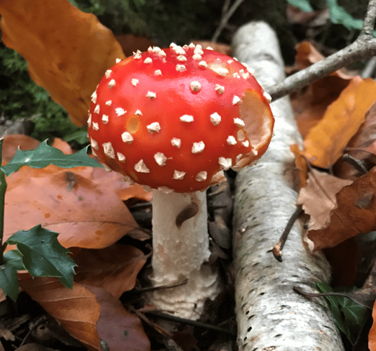 Credit BMS Mark Ramsdale – Fly Agaric at Hembury Woods
