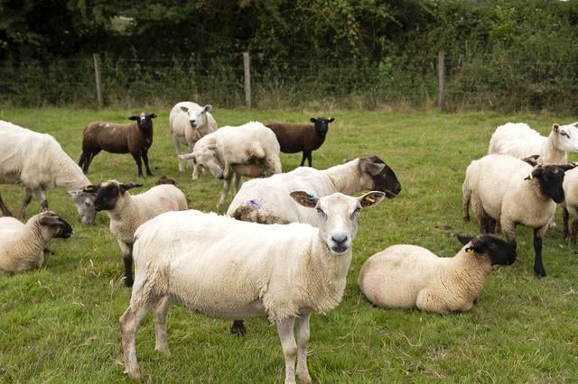 South Hams farmers to gain from new livestock protection law