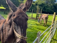 Tails from South Moor by Jess MacPhail Veterinary Surgeon