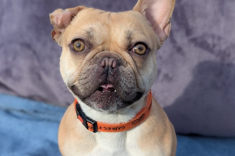 Cindy Lou the French Bulldog needs extra help.