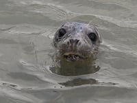 The Seal Project warns against getting too close to seals