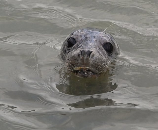 The Seal Project warns against getting too close to seals