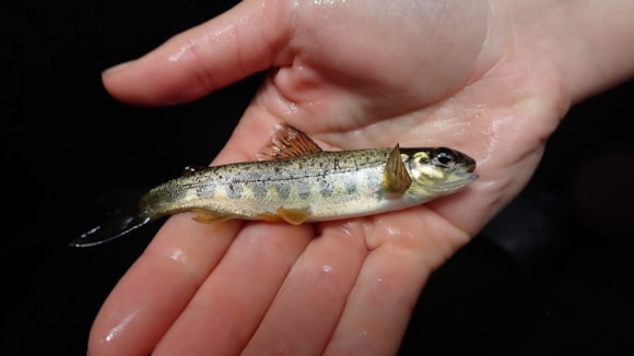 River Teign sees salmon spawning success