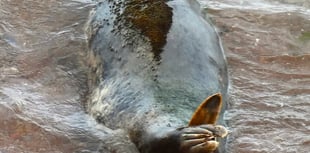 Mossy mystery: Pregnant seal 'Wizard Of Oz' grows underwater garden