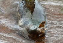 Meet the seal with a mossy back: 'Wizard Of Oz'