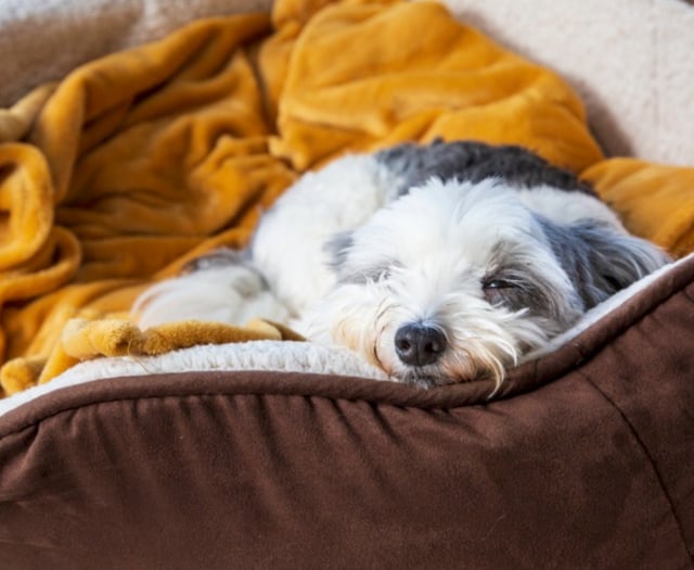 RSPCA tips on keeping pets safe and  cosy as Storm Goretti moves in