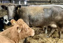 Vet's quick action saves cow and calf