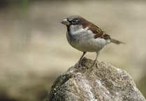 RSPB issues plea to 'feed birds safely and seasonally'