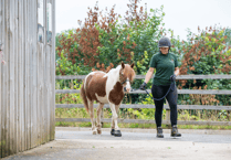 Watch: Rescued pony Geronimo finds new home with carer