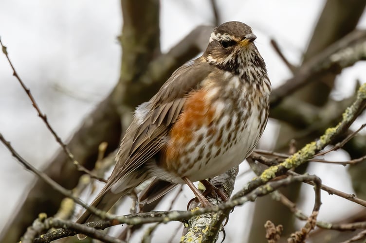 Redwing - Image by TheOtherKev from Pixabay