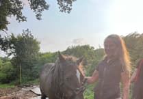 Dramatic Rescue: Pony Saved from Bog