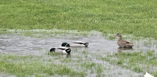 Rain wins most battles against rugby 
