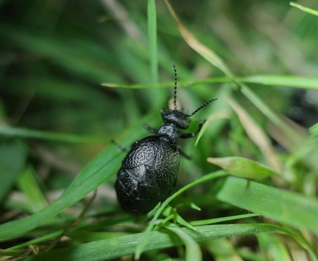 Rare oil beetles found in South Hams