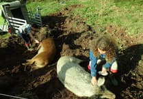 Meet the pigs bringing nature back